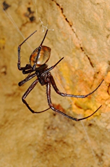 Cave Prints: Cave Spider (Meta bourneti) adult, on web in cave, Italy, july