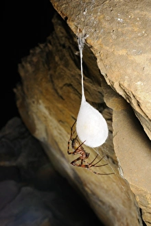 Cave Prints: Cave Spider (Meta bourneti) adult, with cocoon in cave, Italy, july