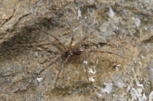 Cave Prints: Cave Spider (Pimoa rupicola) adult, on wet rock, Italy