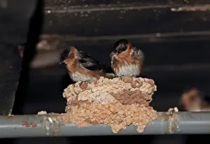 Site Prints: Cave Swallow (Petrochelidon fulva poeciloma) two adults