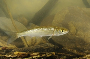 Cyprinid Prints: Cavedano Chub (Squalius squalus) young, swimming, Italy, august