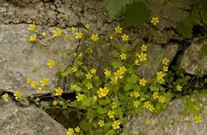 Middle East Prints: Celandine Saxifrage (Saxifraga cymbalaria) flowering