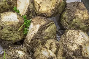 Varieties Prints: Celeriac (Apium graveolens rapaceum) Giant Prague variety