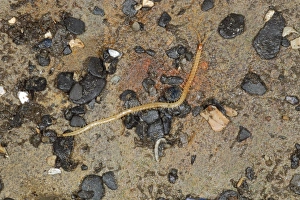 Sea Shores Prints: Centipede (Hydroschendyla submarina) adult