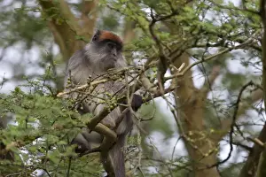 Primates Prints: Central African Red Colobus (Piliocolobus foai oustaleti) adult
