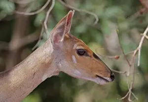 Central Bushbuck (Tragelaphus scriptus phaleratus) adult female, close-up of head, Mole N. P. Ghana, February