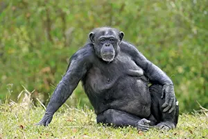 Central Chimpanzee (Pan troglodytes troglodytes) adult female, sitting on grass (captive)