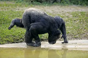 Drinking Prints: Central Chimpanzee (Pan troglodytes troglodytes) adult male, drinking (captive)