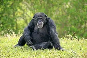 Central Chimpanzee (Pan troglodytes troglodytes) adult male, sitting on grass (captive)