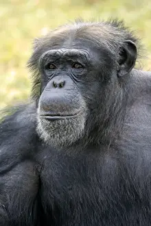 Central Chimpanzee (Pan troglodytes troglodytes) adult male, close-up of head (captive)