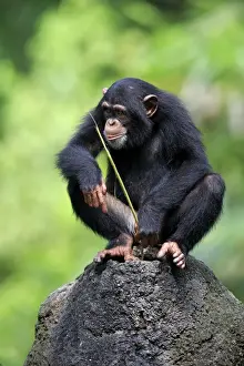 Central Chimpanzee (Pan troglodytes troglodytes) young, drinking, using stem as tool to soak up water from hole in rock