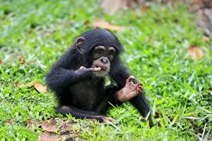 Central Chimpanzee (Pan troglodytes troglodytes) young, sitting on ground (captive)