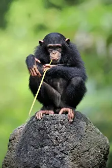 Central Chimpanzee (Pan troglodytes troglodytes) young, drinking, using stem as tool to soak up water from hole in rock