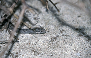 Galapagos Prints: Central Galapagos Racer - Santa fe Island