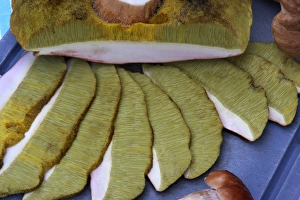 Cep (Boletus edulis) sliced fruiting body, showing colour and texture of gills, Leicestershire, England, september