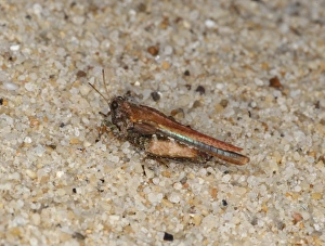 Grasshopper Prints: Cepero's Groundhopper (Tetrix ceperoi) adult