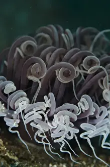 Indopacific Prints: Cerianthid Tube Anemone (Cerianthus membranaceus) adult