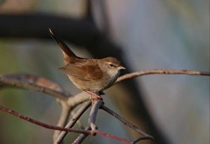 Cetti's Warbler (Cettia cetti) adult, perched on twig, Algarve, Portugal, april
