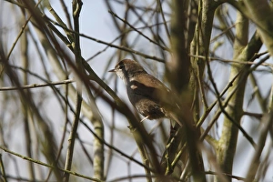 Minsmere Prints: Cettis Warbler at RSPB Minsmere Suffolk, spring