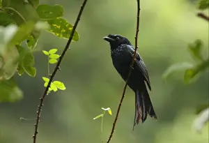 Sinharaja Prints: Ceylon Crested Drongo (Dicrurus lophorhinus) adult