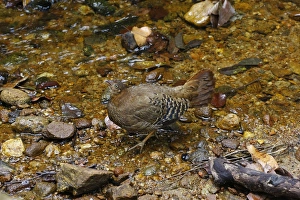 Ceylon Junglefowl (Gallus lafayetii) adult female, drinking from stream in lowland rainforest