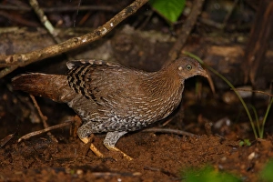 Dirt Prints: Ceylon Junglefowl (Gallus lafayetii) adult female