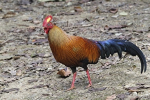 Ceylon Junglefowl (Gallus lafayetii) adult male, walking on ground in lowland rainforest, Sinharaja Forest Reserve