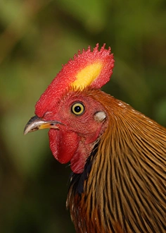 Ceylon Junglefowl (Gallus lafayetii) adult male, close-up of head, Sinharaja Forest N. P. Sri Lanka, december