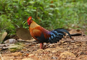 Sinharaja Prints: Ceylon Junglefowl (Gallus lafayetii) adult male