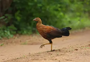 Ceylon Junglefowl (Gallus lafayetii) immature male, walking on track, Sinharaja Forest N. P. Sri Lanka, december