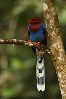 Ceylon Magpie (Urocissa ornata) adult, perched on branch, Sinharaja Forest N. P. Sri Lanka, december