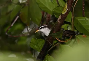 Old World Prints: Ceylon Scimitar-babbler (Pomatorhinus melanurus) adult