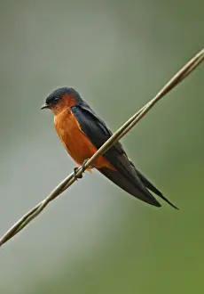 Overhead Prints: Ceylon Swallow (Hirundo daurica hyperythra) endemic race