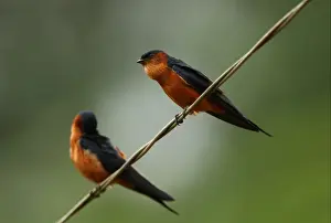 Ceylon Swallow (Hirundo daurica hyperythra) endemic race, two adults, one about to regurgitate pellet, perched on wire, Sri Lanka, december