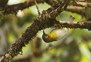 Ceylon White-eye (Zosterops ceylonensis) adult, foraging, hanging from mossy twig, Horton Plains N. P. Sri Lanka, december