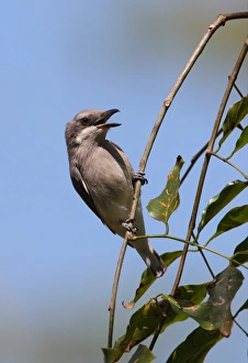 Shrikes Prints: Ceylon Woodshrike (Tephrodornis affinis) adult