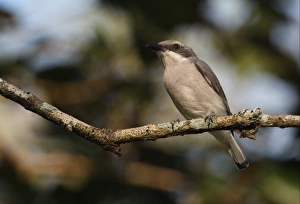 Ceylon Woodshrike (Tephrodornis affinis) adult, perched on branch, Sri Lanka, december