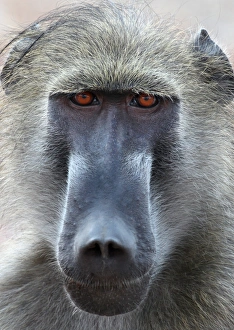 Chacma Baboon (Papio ursinus) adult male, close-up of head, Chobe N. P. Botswana