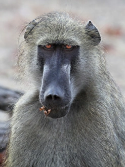 Chobe Prints: Chacma Baboon (Papio ursinus) adult male, close-up of head, Chobe N. P. Botswana