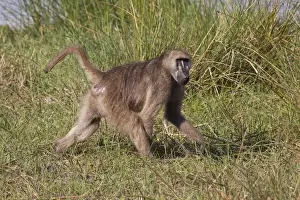 Cape Prints: Chacma Baboon is found in southern Africa