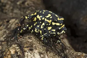 Amplexus Prints: Chacoan Bumblebee Toad (Melanophryniscus klappenbachi) adult pair