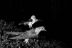 Cuckoos Prints: Chaffinch attacking a stuffed Cuckoo Staverton 1948
