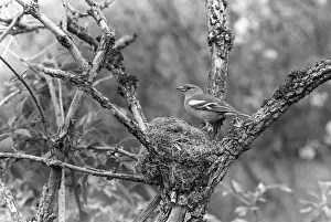 Finch Prints: Chaffinch - Eyke, Suffolk 1936. Taken by Eric Hosking