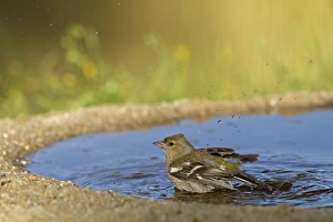 Chaffinches Prints: Chaffinch (Fringilla coelebs) adult female, bathing in pool, Spain, may