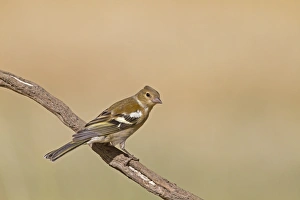 Chaffinch (Fringilla coelebs) adult female, perched on twig, Northern Spain, july