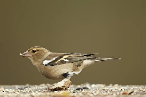 Chaffinch (Fringilla coelebs) adult female, with legs covered in scales caused by Knemidocoptes mites