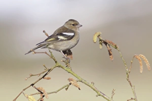 Chaffinch (Fringilla coelebs) adult female, perched on Common Hazel (Corylus avellana) twig with catkins