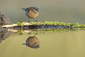 Chaffinch (Fringilla coelebs) adult female, perched on lichen covered twig at edge of pool, with reflection