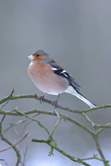 Chaffinch (Fringilla coelebs) adult male, perched on twig in snow, Yorkshire, England, december