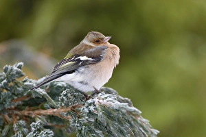 Chaffinch (Fringilla coelebs) adult male, with feathers fluffed up, perched on snow covered conifer shrub in garden, Chirnside, Berwickshire, Scottish Borders, Scotland, december